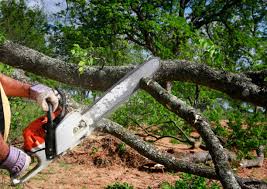 Why Choose Our Tree Removal Services in Los Luceros, NM?